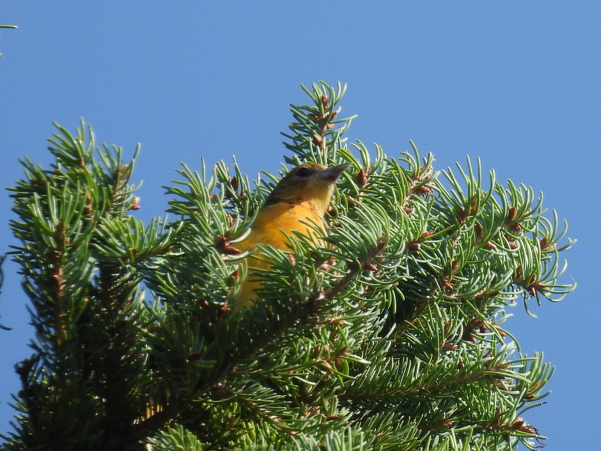 Baltimore Oriole - ML608119861