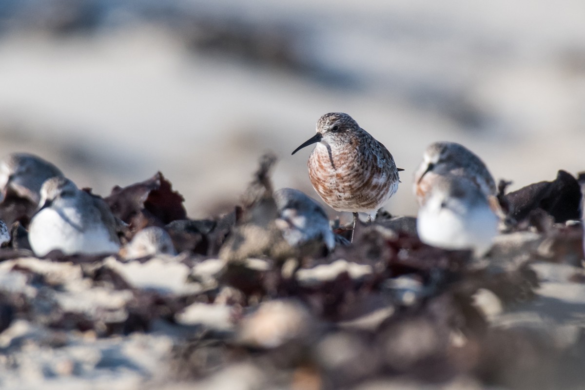 Curlew Sandpiper - ML608121071