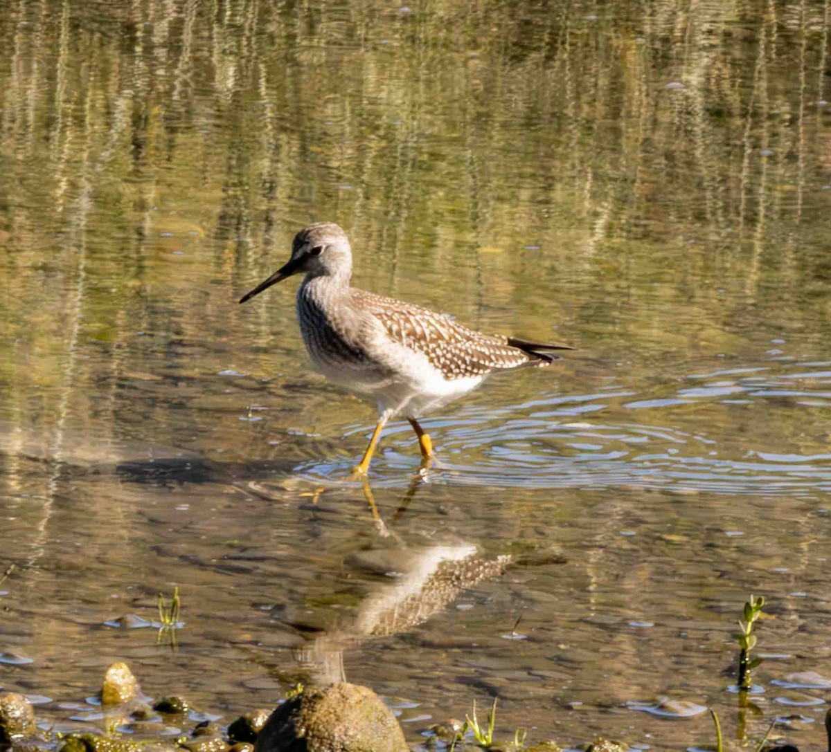 Lesser Yellowlegs - ML608122011