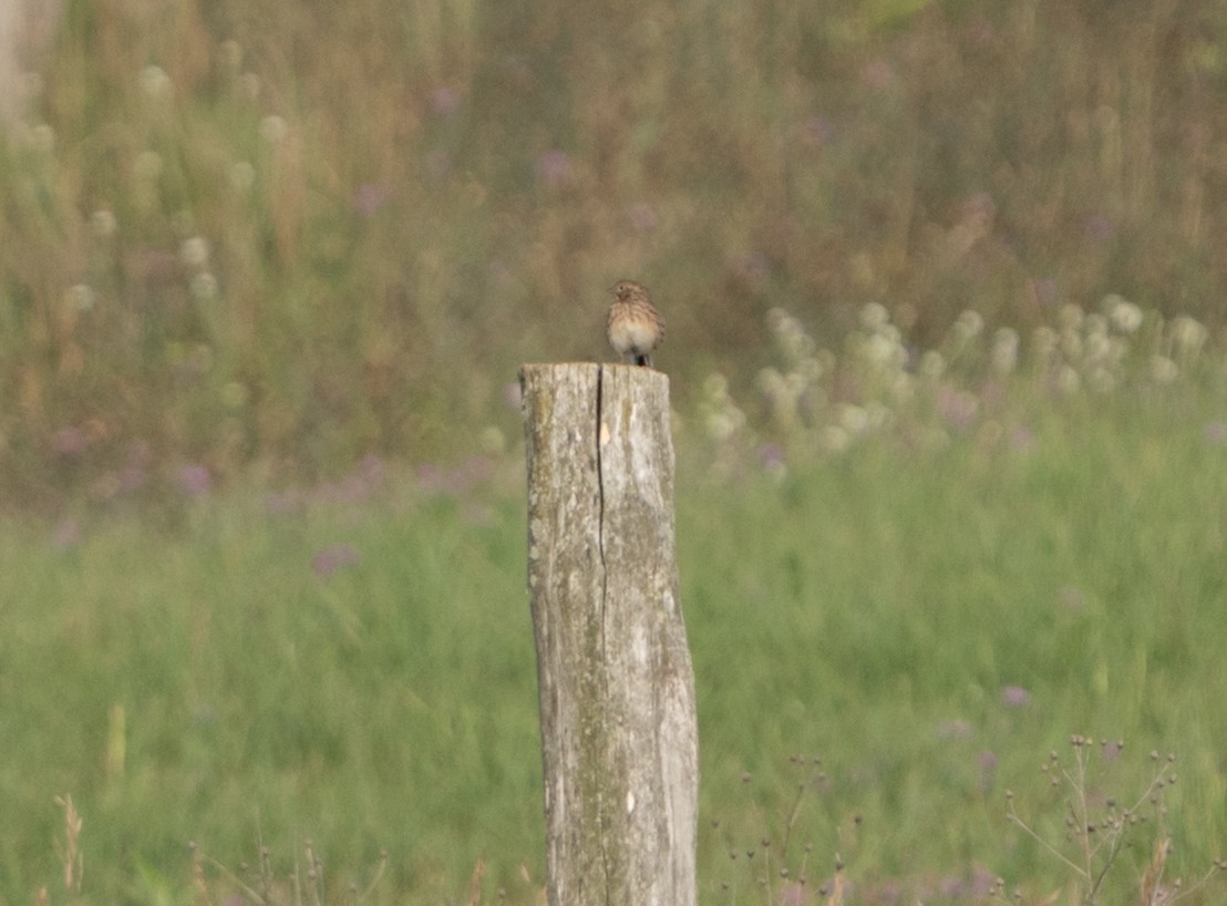 Vesper Sparrow - ML608122311