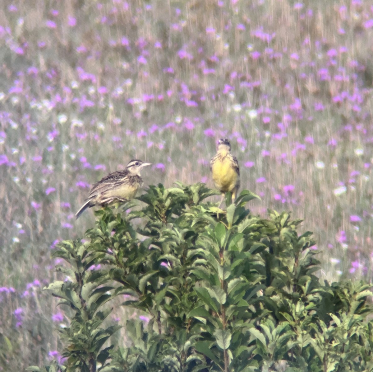 Eastern Meadowlark - ML608122671