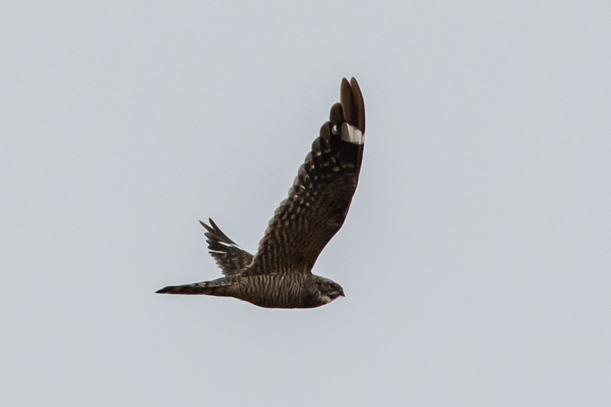 Lesser Nighthawk - Bob Friedrichs