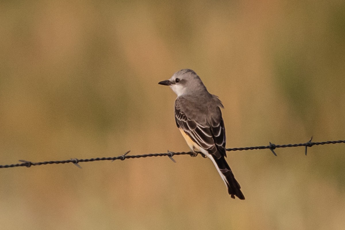 Scissor-tailed Flycatcher - Bob Friedrichs