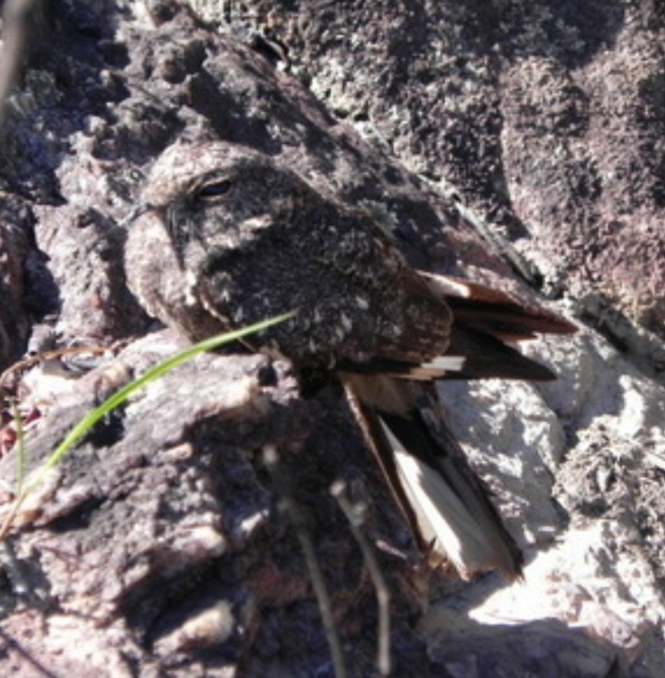 Band-winged Nightjar (longirostris) - ML608123411