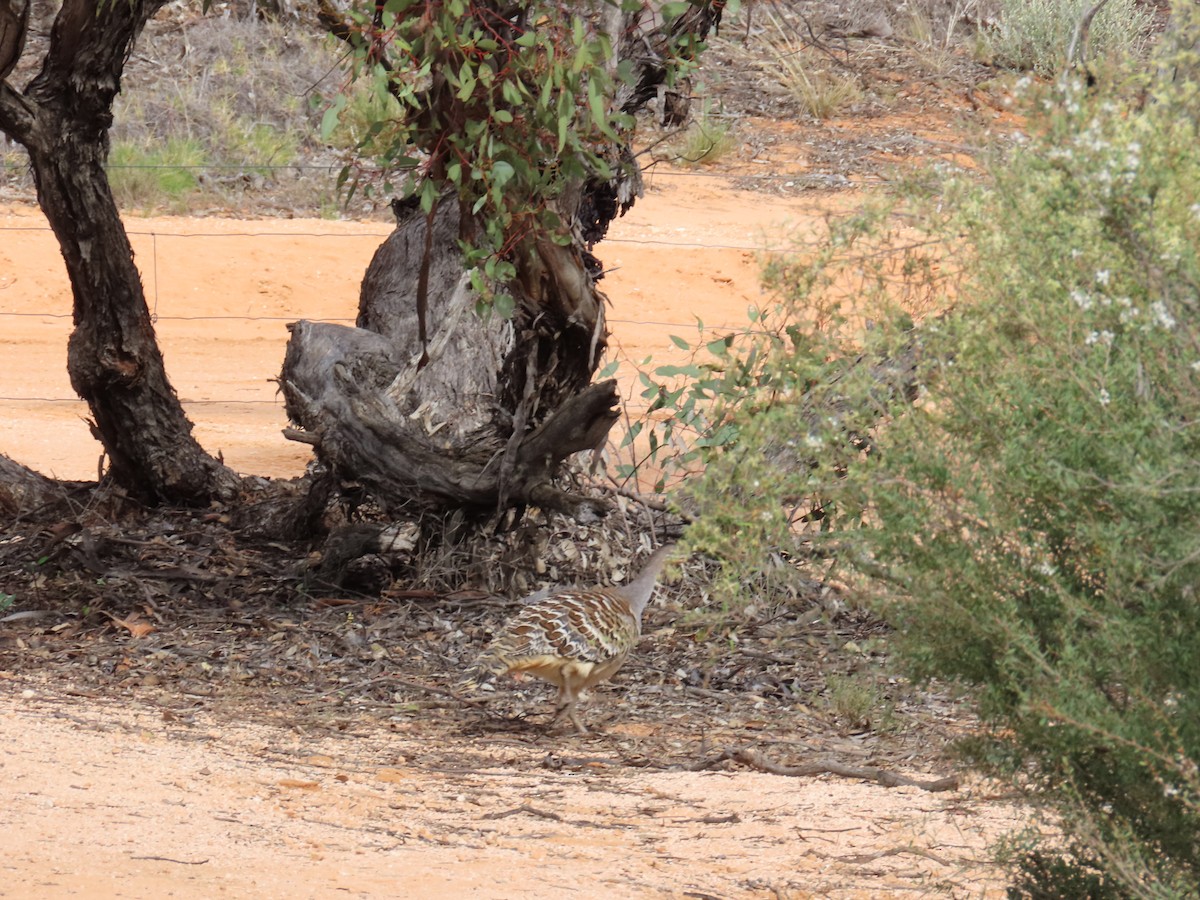 Malleefowl - ML608124221