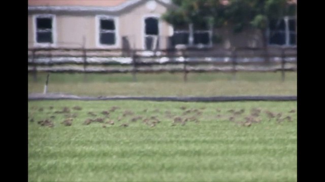 Buff-breasted Sandpiper - ML608125621