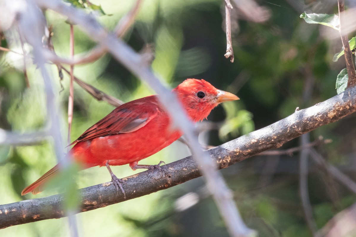 Summer Tanager - ML608126821