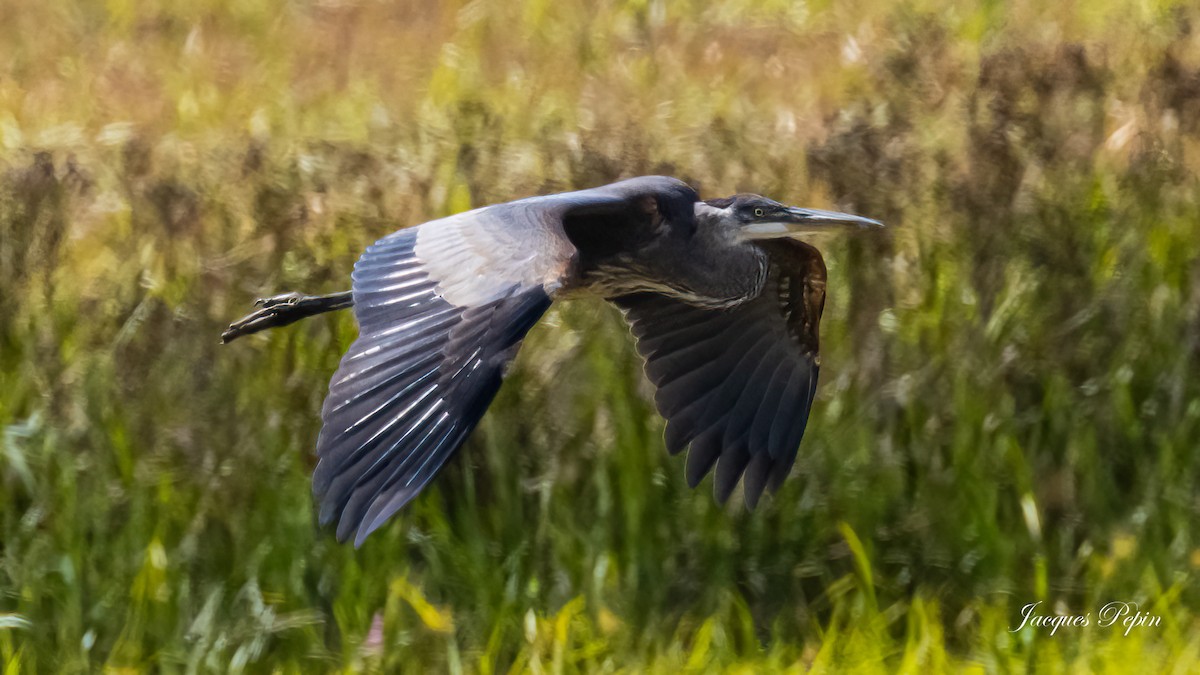 Great Blue Heron - Jacques  Pepin