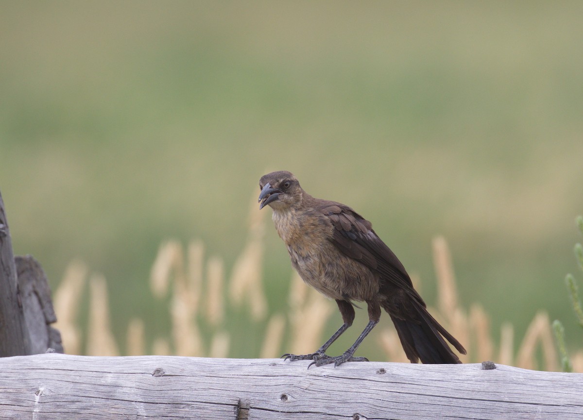 Great-tailed Grackle - ML608127451