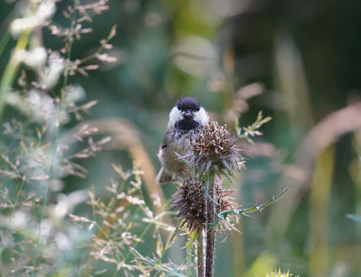 Sichuan Tit - Jerome Zhang