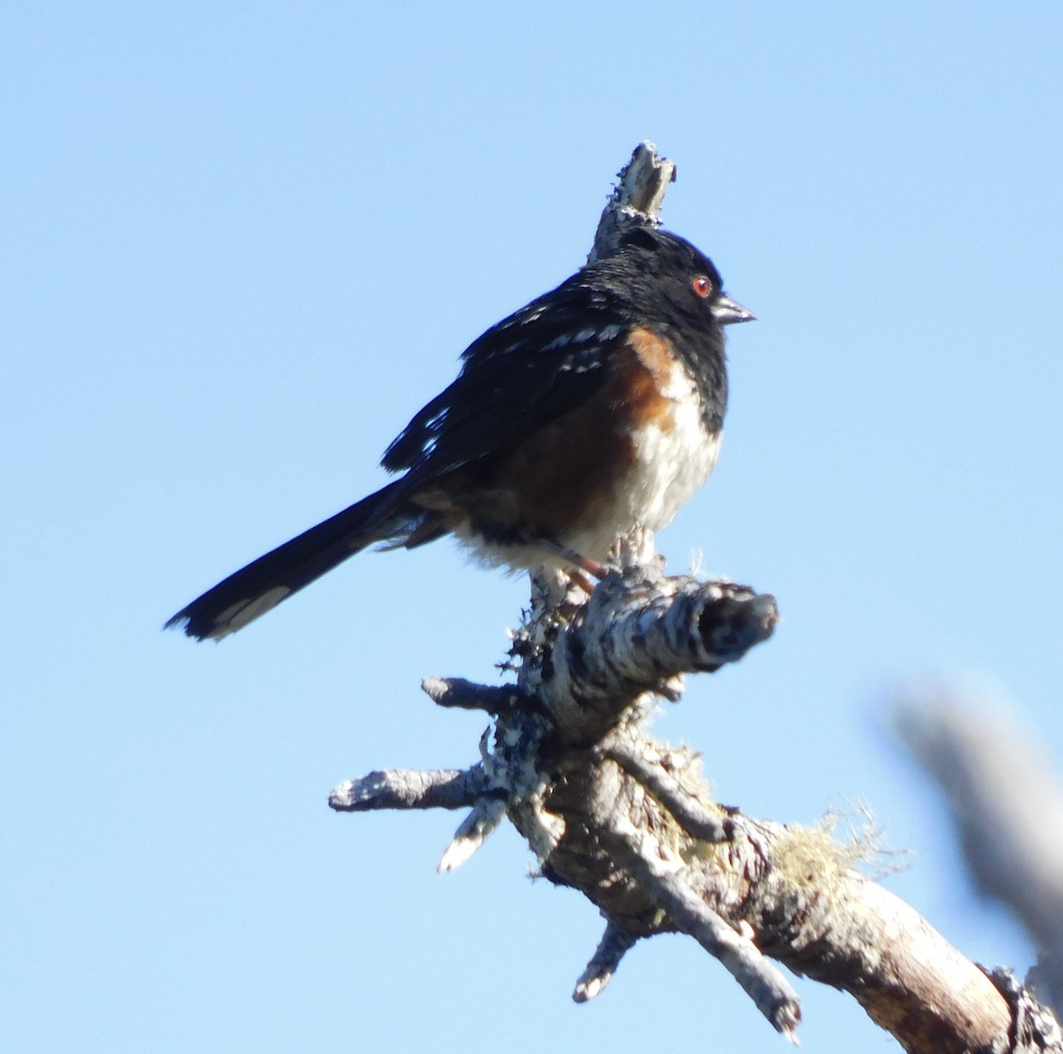 Spotted Towhee - ML608128721