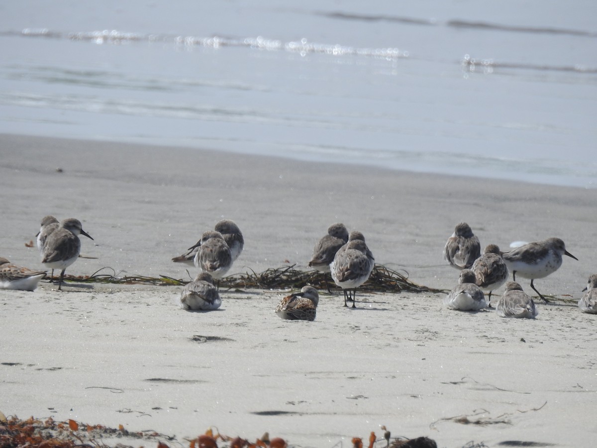 Western Sandpiper - Ana Paula Alminhana Maciel