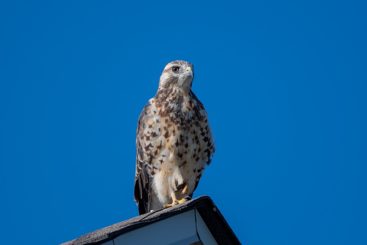 Swainson's Hawk - ML608136081