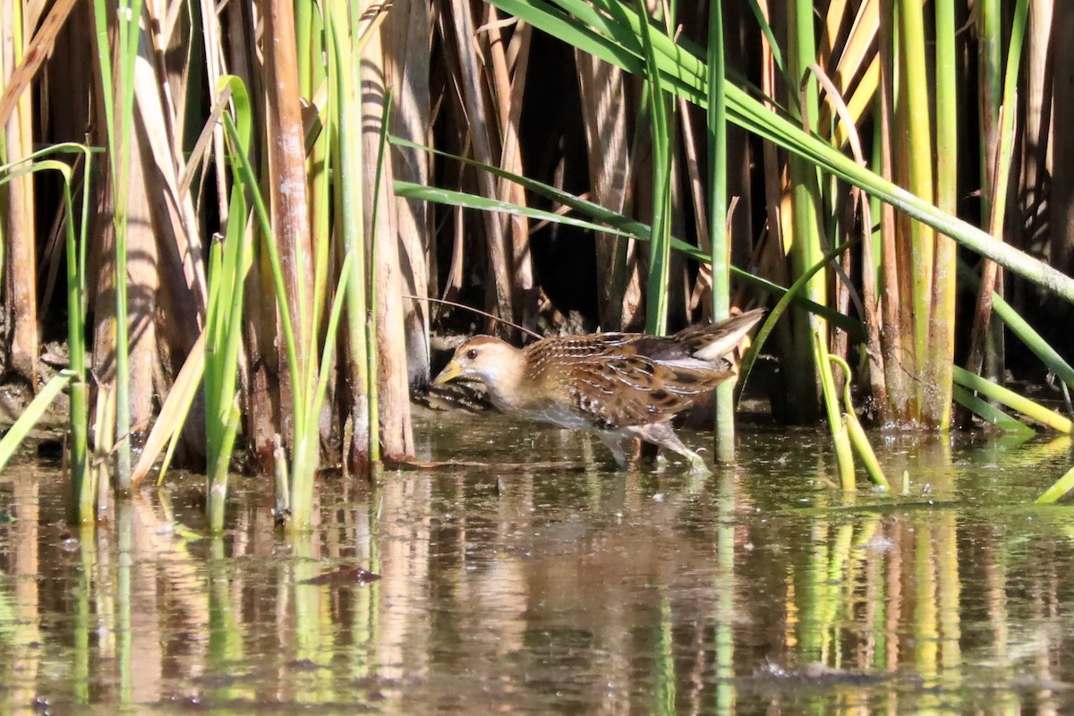 Polluela Sora - ML608137721