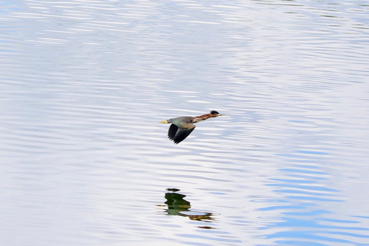 Green Heron - ML608137881
