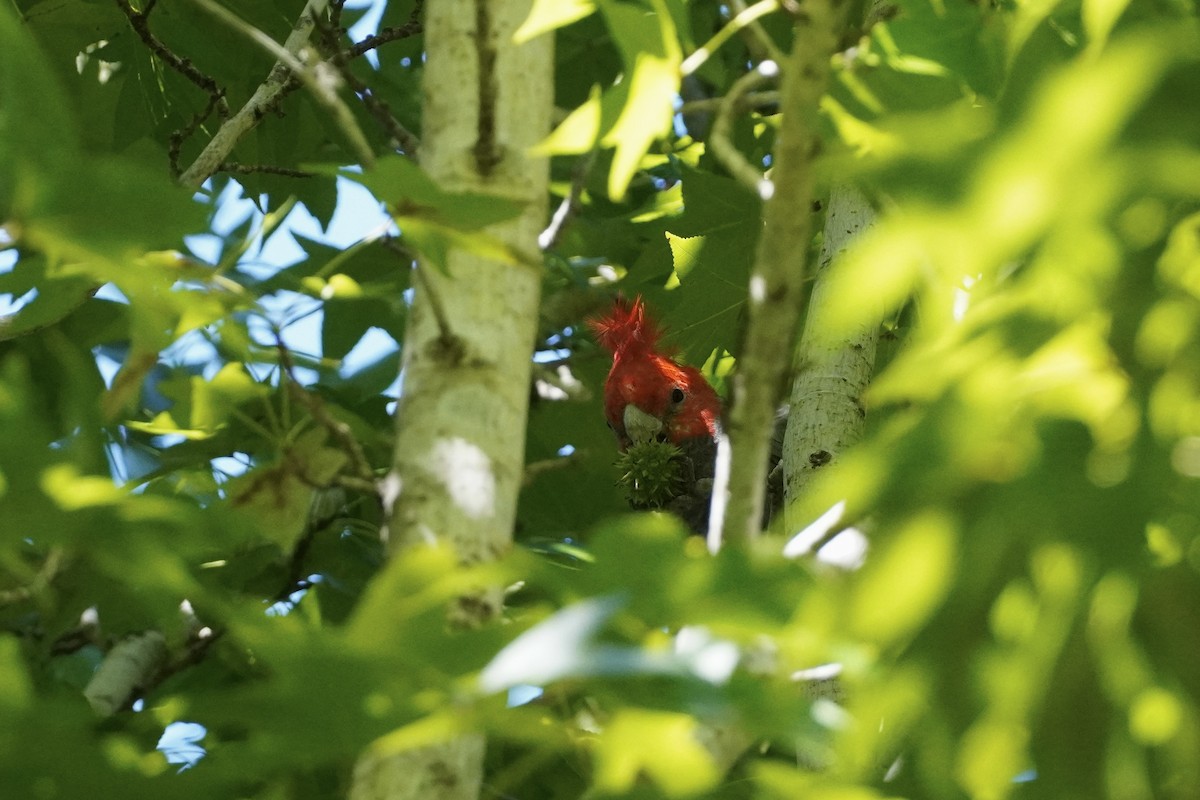 Cacatoès à tête rouge - ML608137941