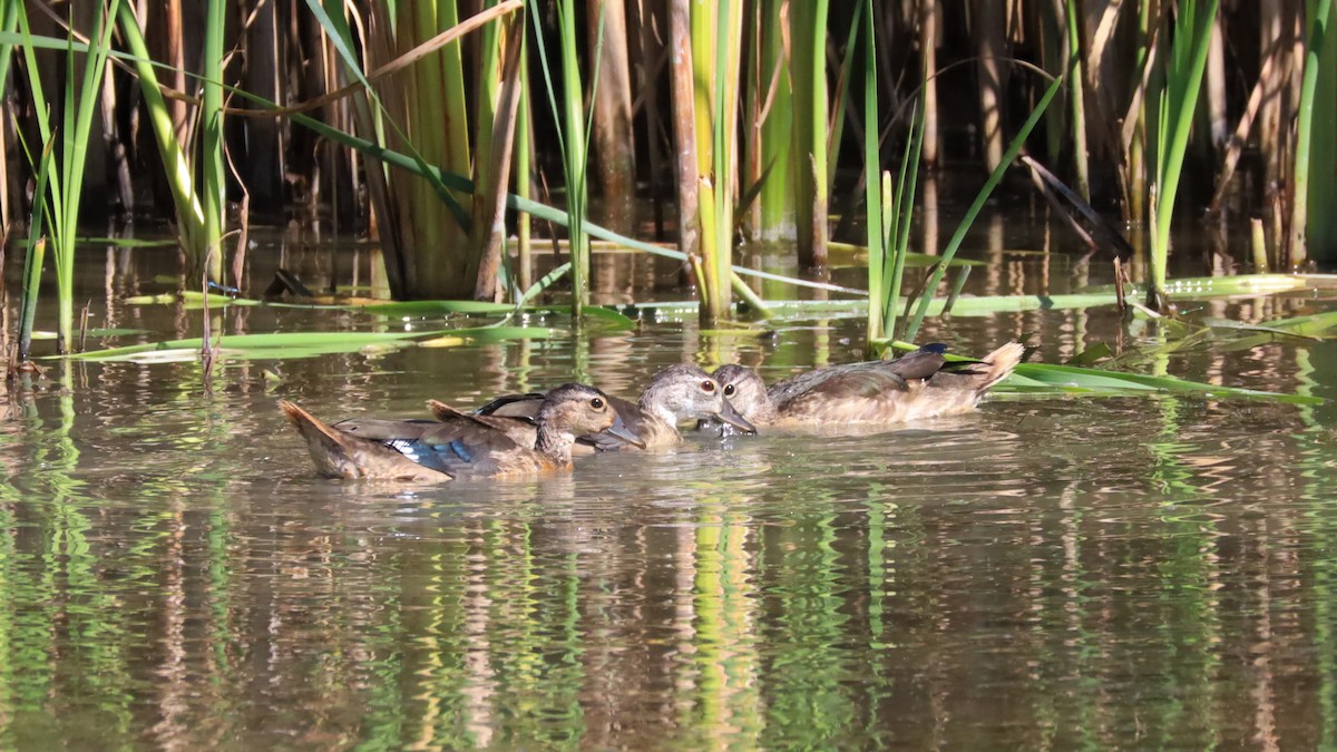 Wood Duck - ML608137961