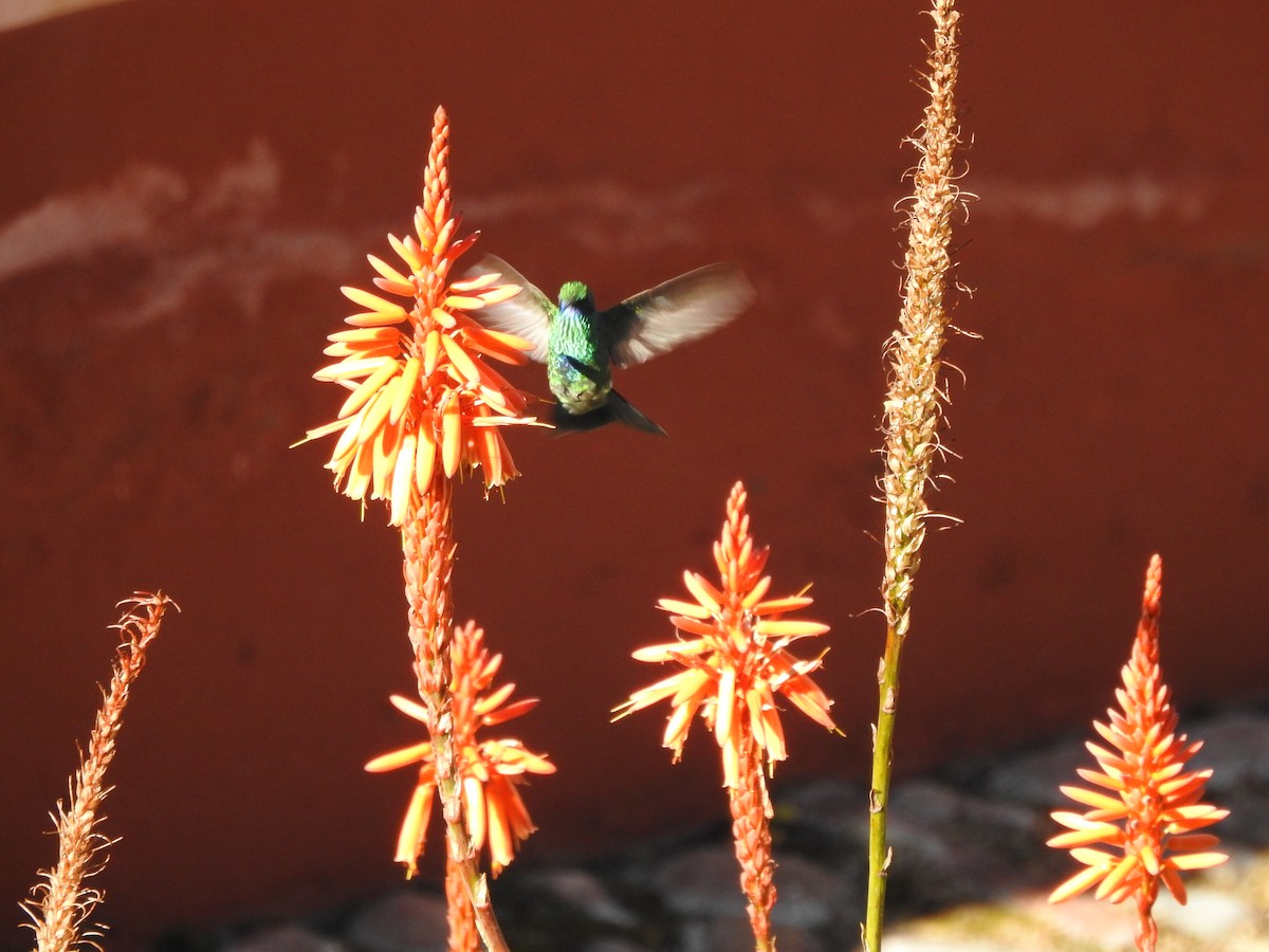 kolibřík modrolící - ML608138341