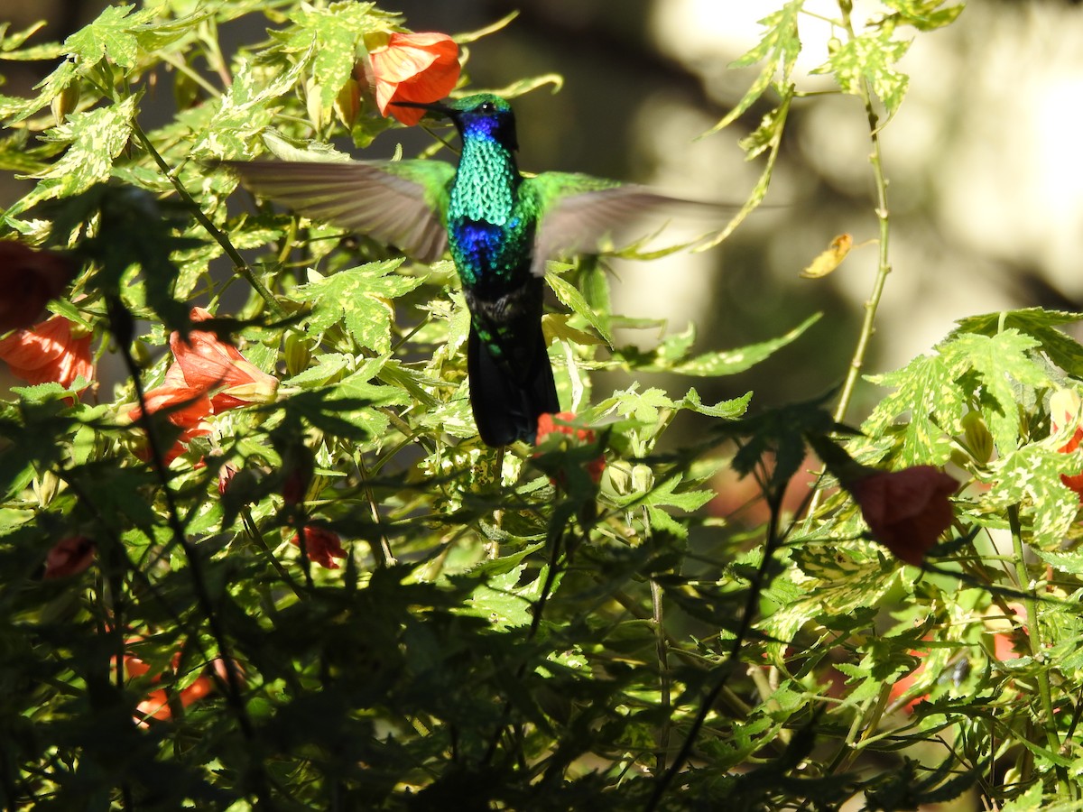 kolibřík modrolící - ML608138351