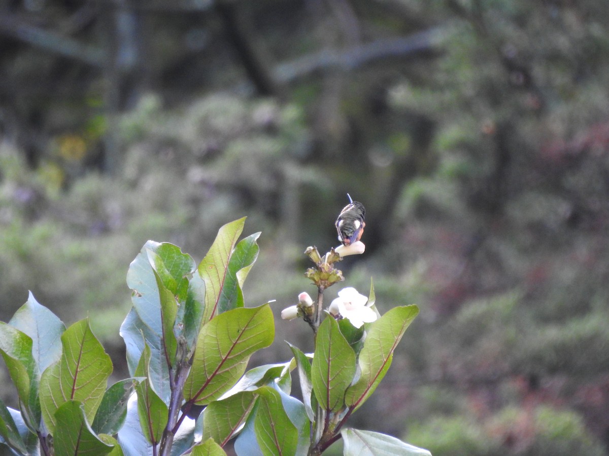 White-bellied Woodstar - ML608139081