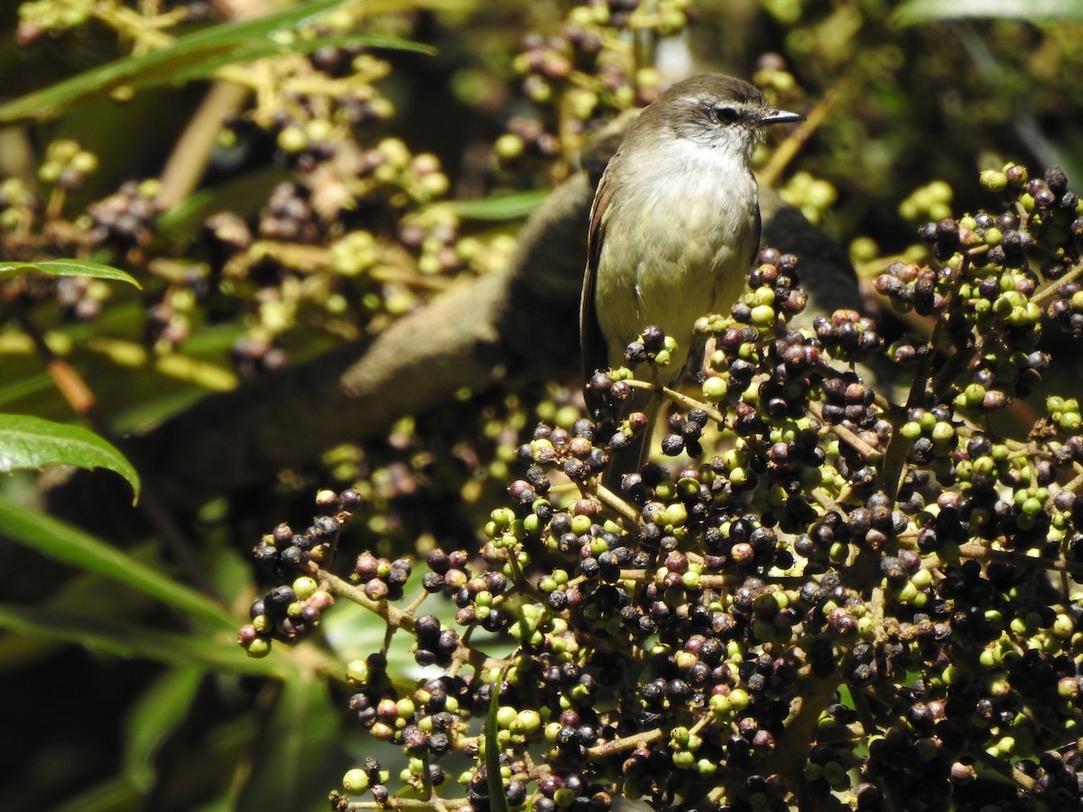 White-throated Tyrannulet - ML608139461