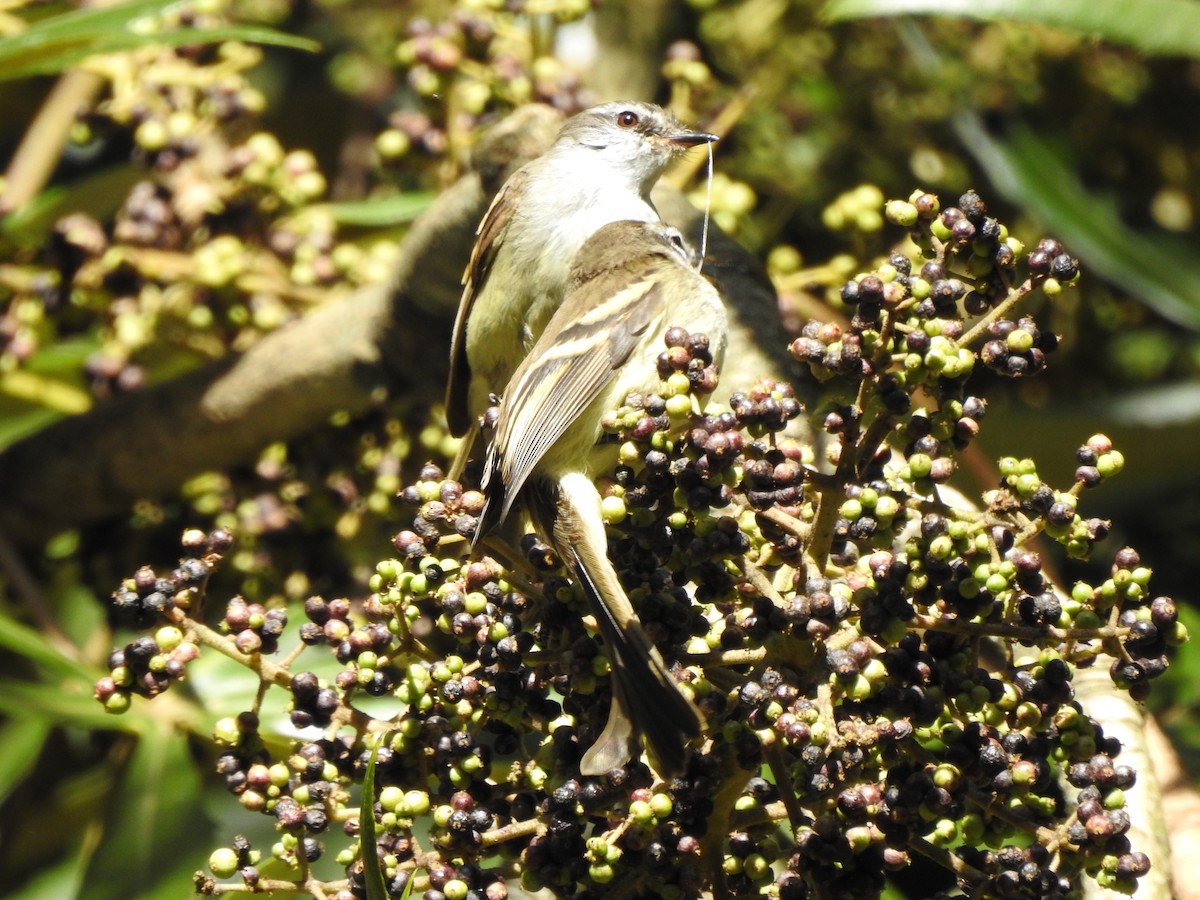 White-throated Tyrannulet - ML608139491