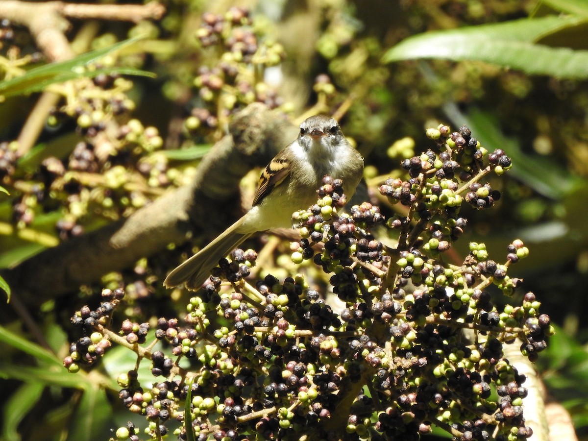 White-throated Tyrannulet - ML608139521