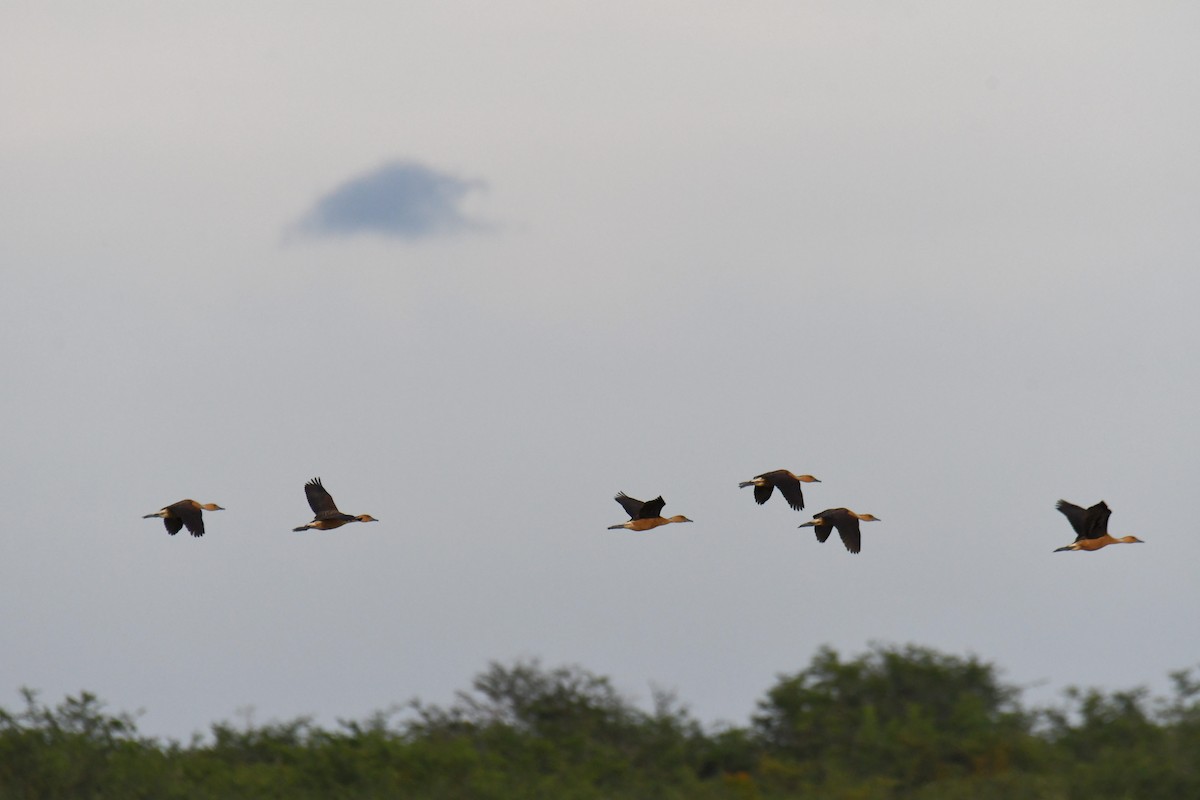 Fulvous Whistling-Duck - ML608139621