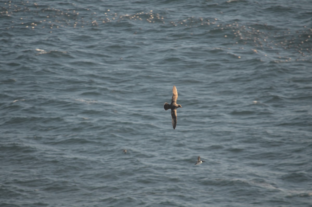 סערון שחפי - ML60813991