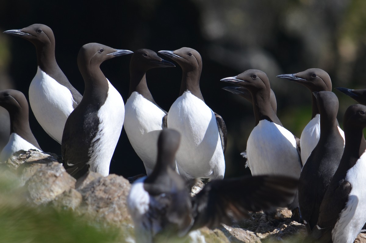 אורייה מצויה - ML60814011