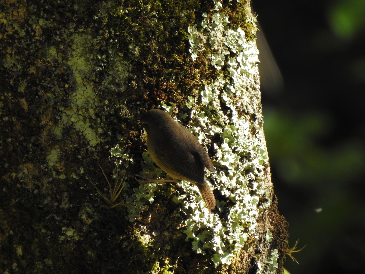 House Wren - ML608140241