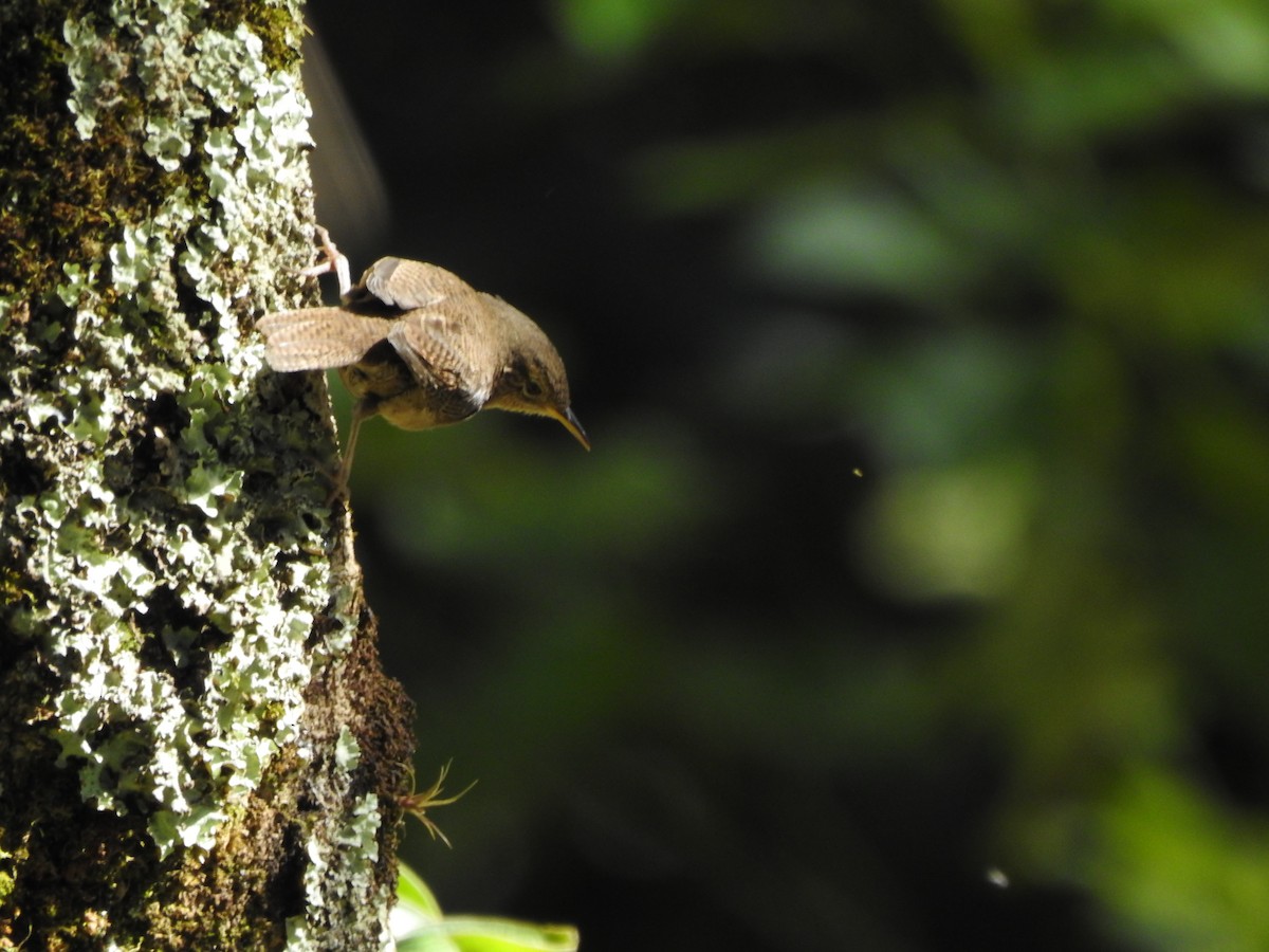 House Wren - ML608140251