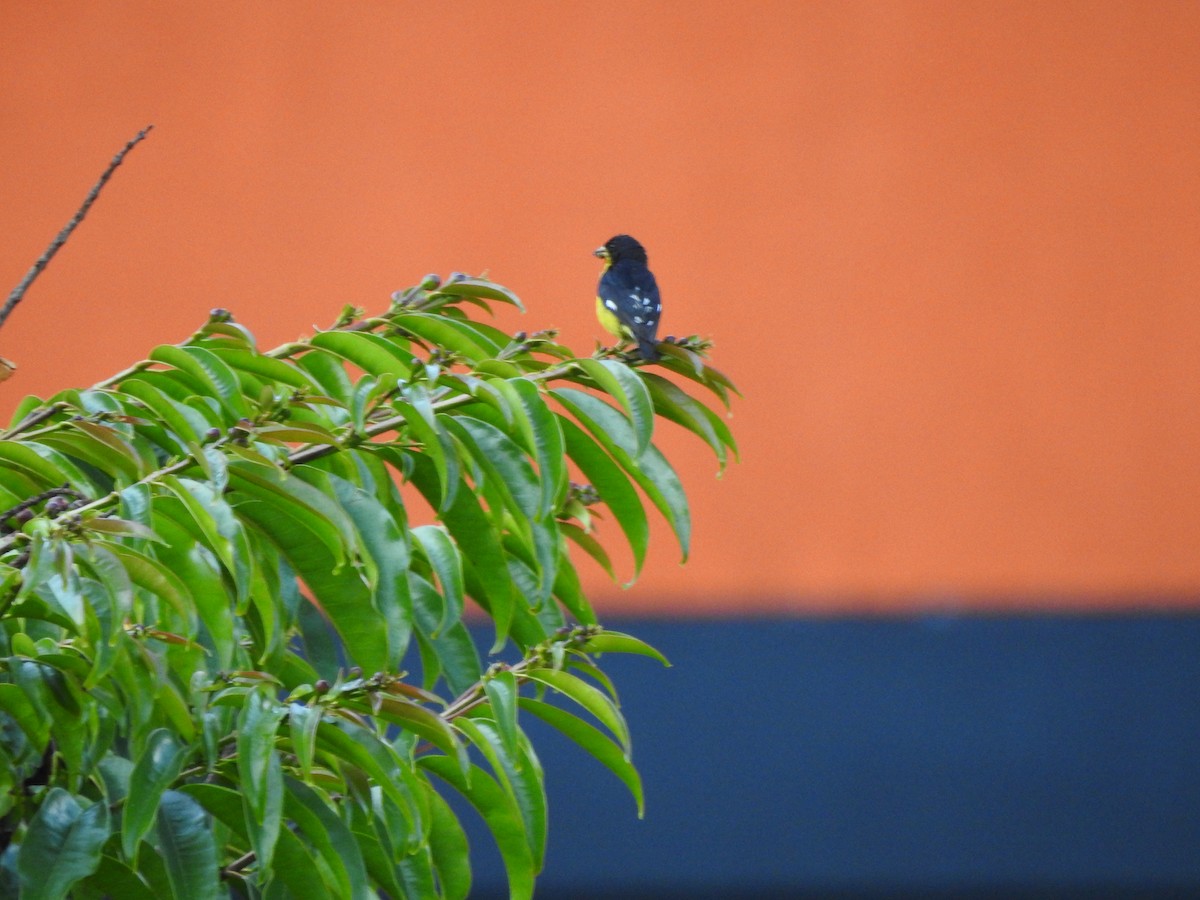 Lesser Goldfinch - ML608140661