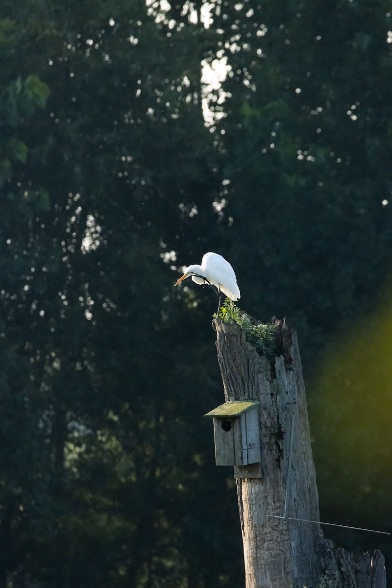 Great Egret - ML608140981