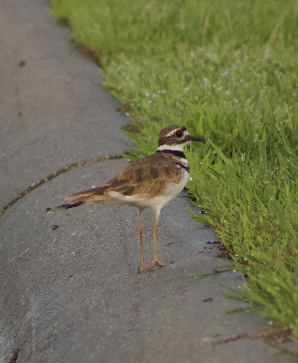 Killdeer - ML608141351