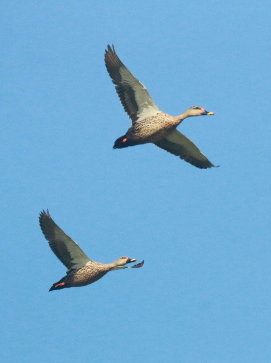 Canard à bec tacheté - ML608141841