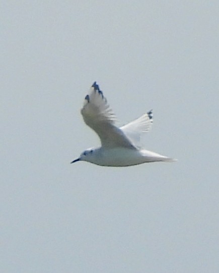 Bonaparte's Gull - ML608141901