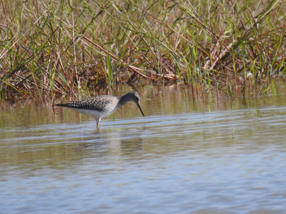 Lesser Yellowlegs - ML608142081