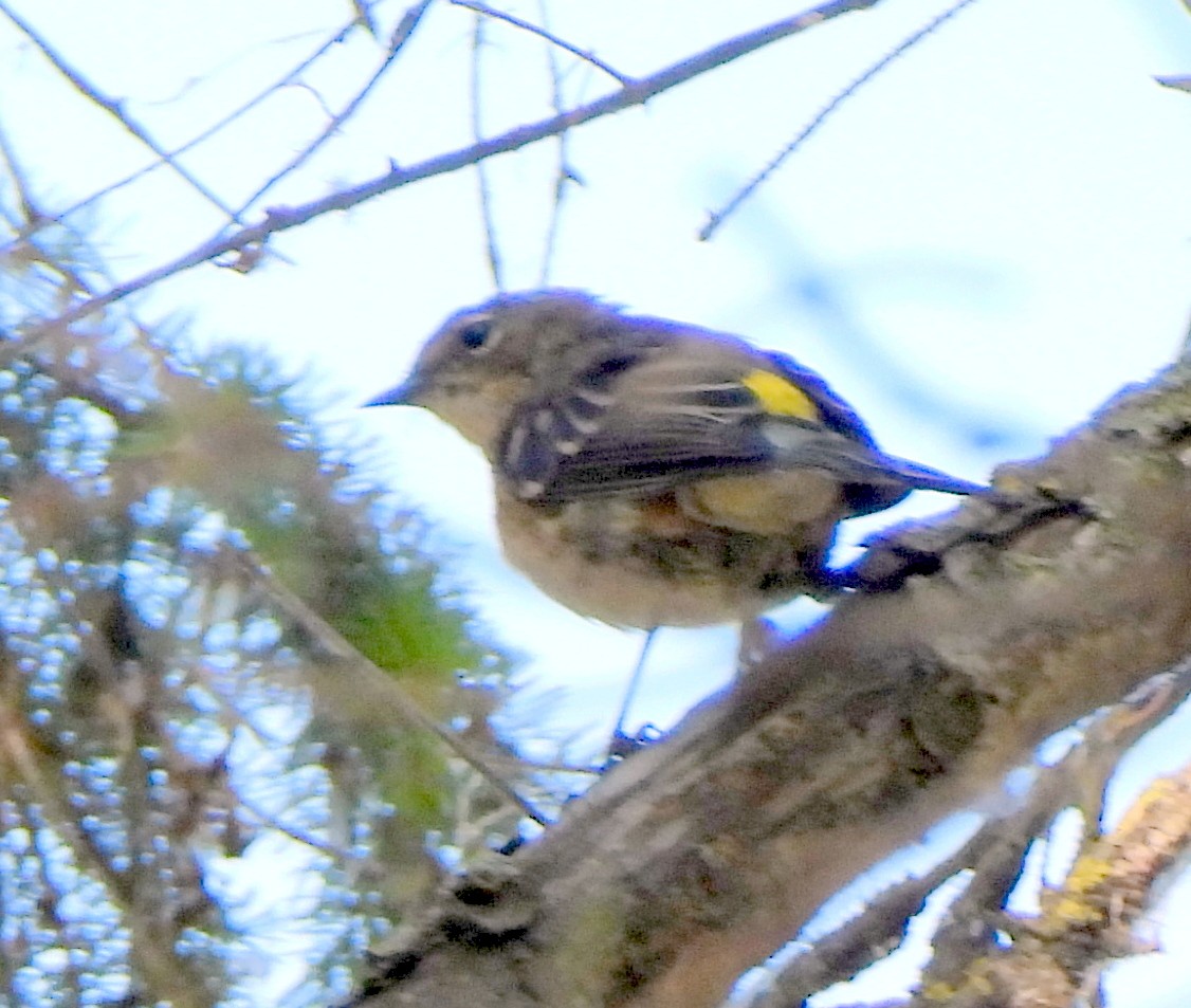 Yellow-rumped Warbler - ML608142531