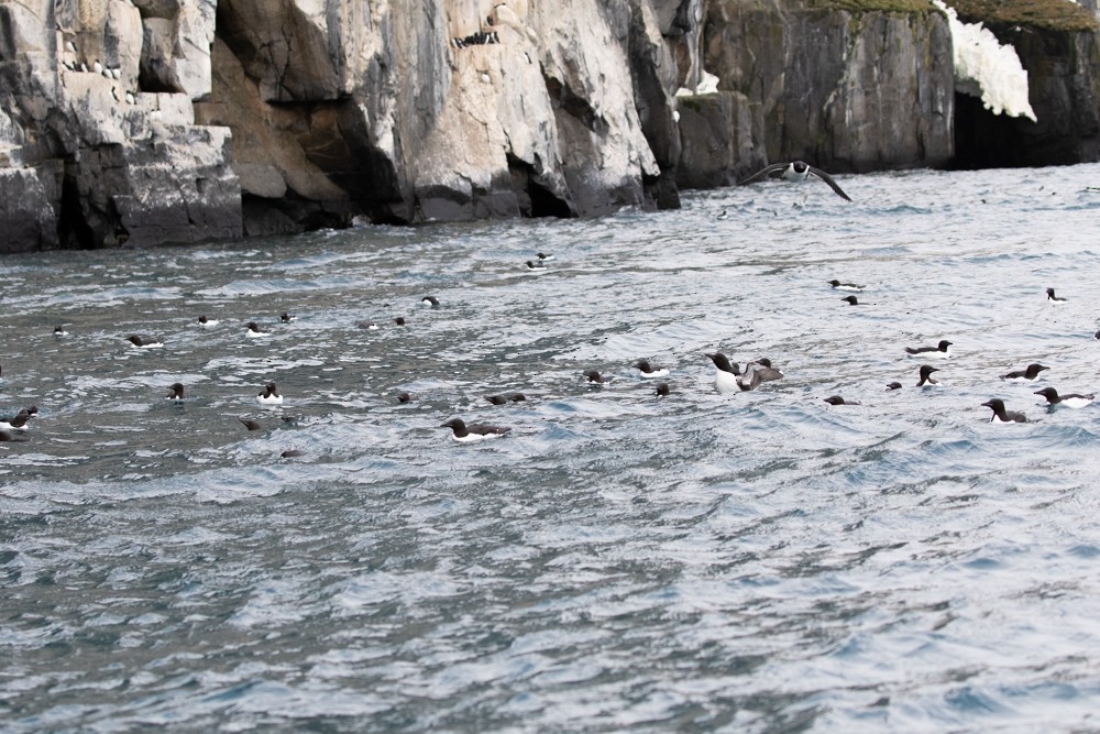 Thick-billed Murre - ML608142791