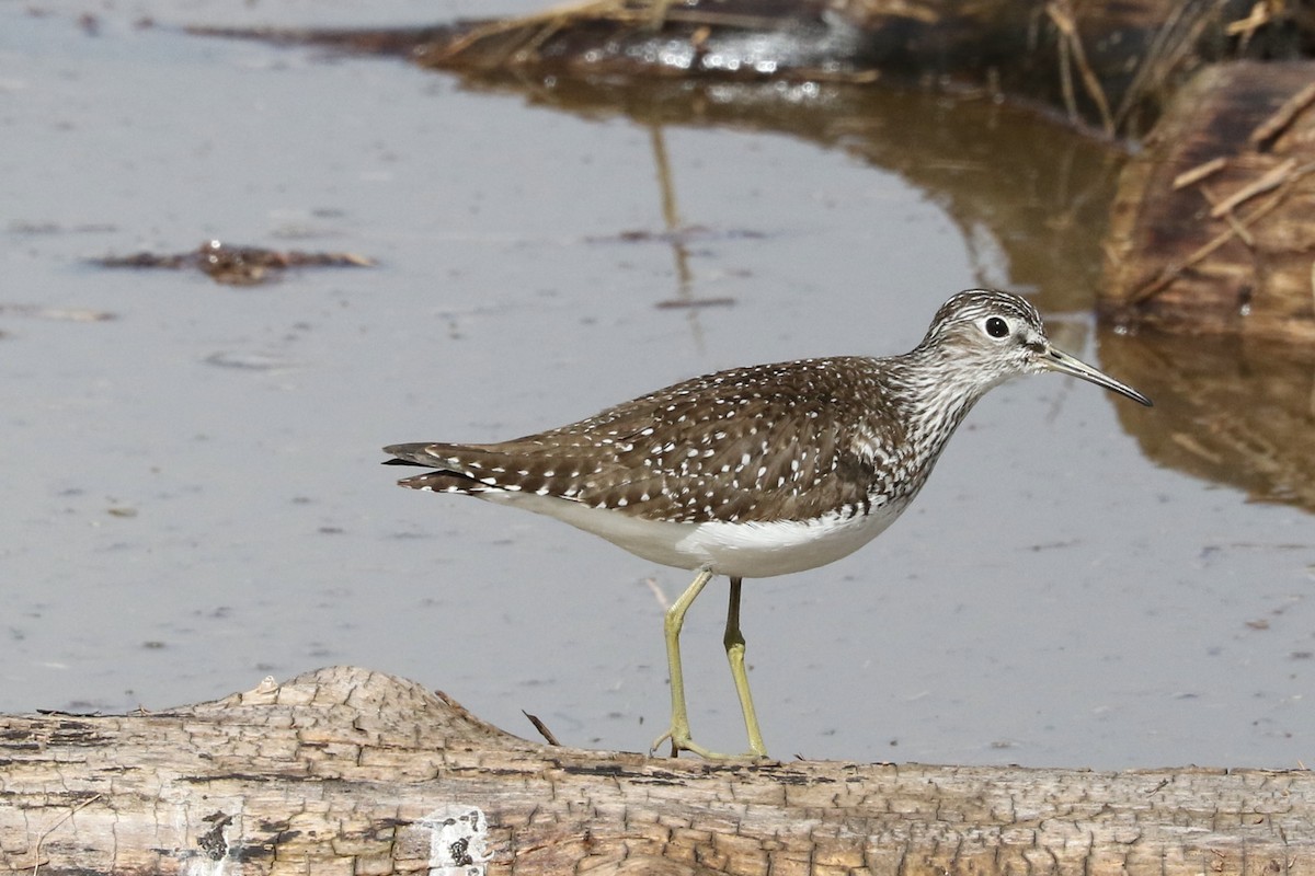 Solitary Sandpiper - ML608142821