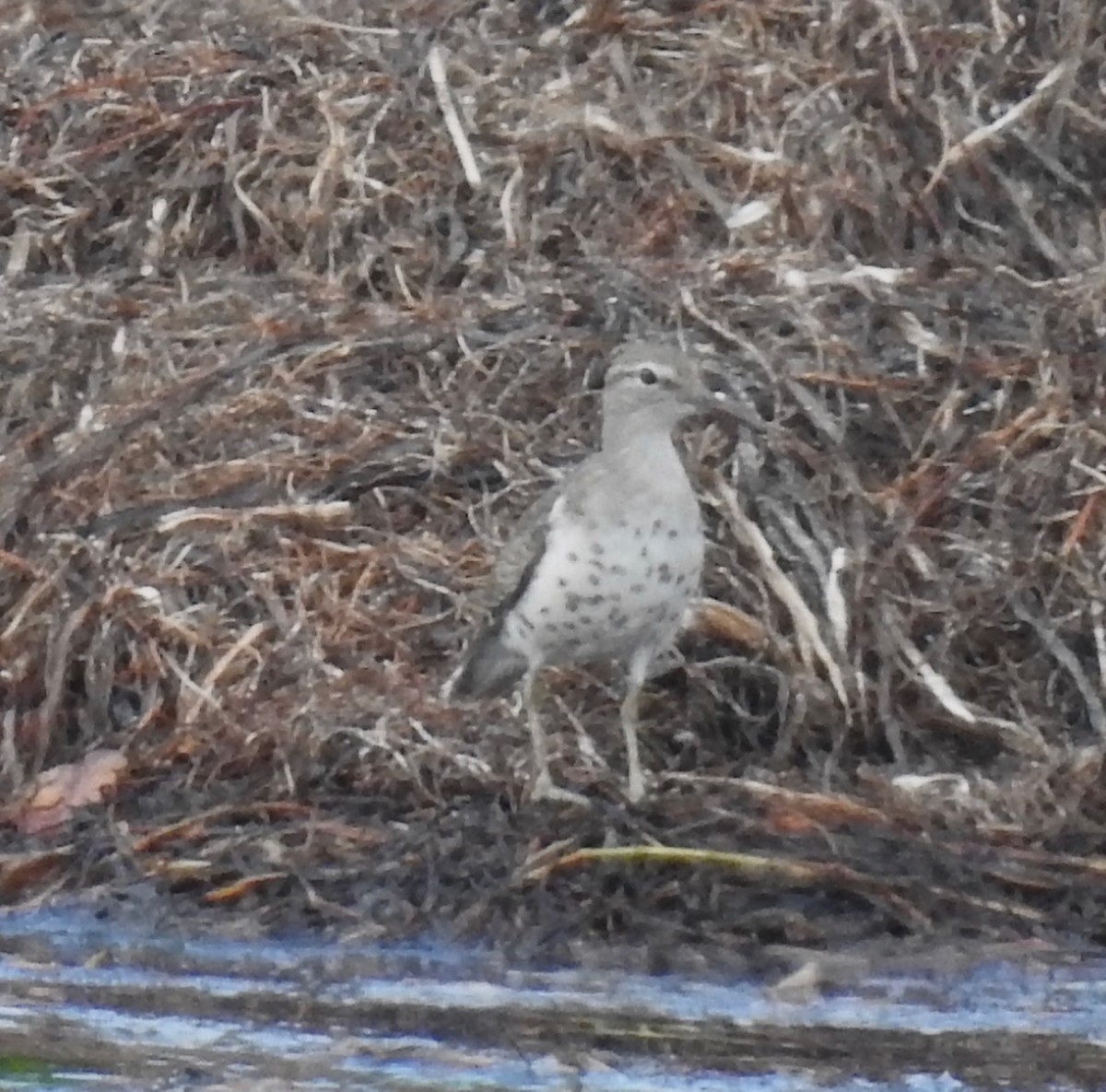 Spotted Sandpiper - ML608143721