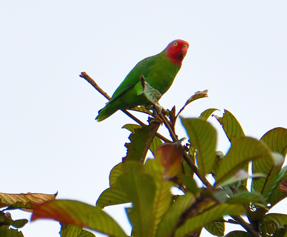 Red-cheeked Parrot - ML608143981