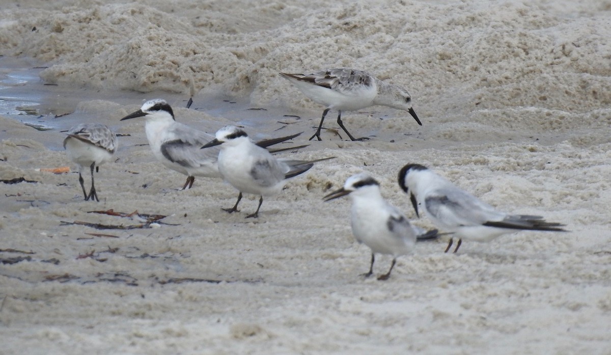 Least Tern - ML608144131