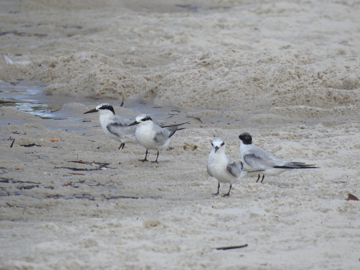 Least Tern - alice horst