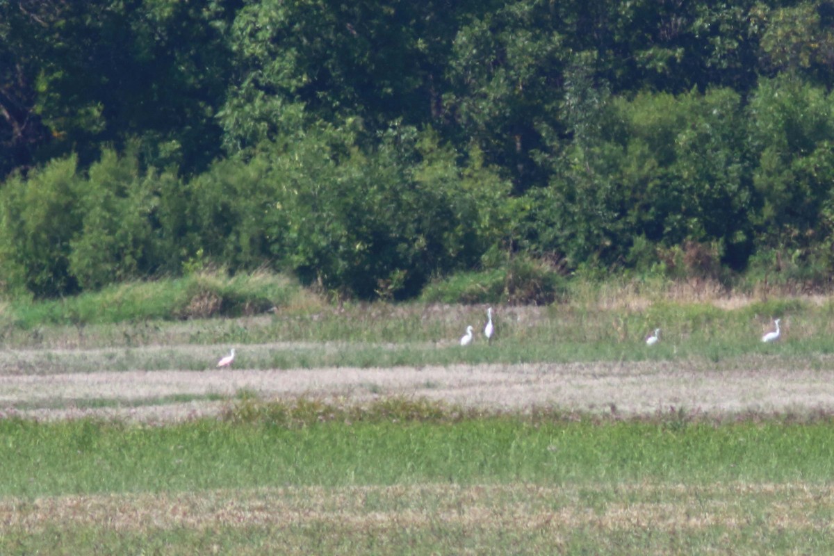 Roseate Spoonbill - ML608144211