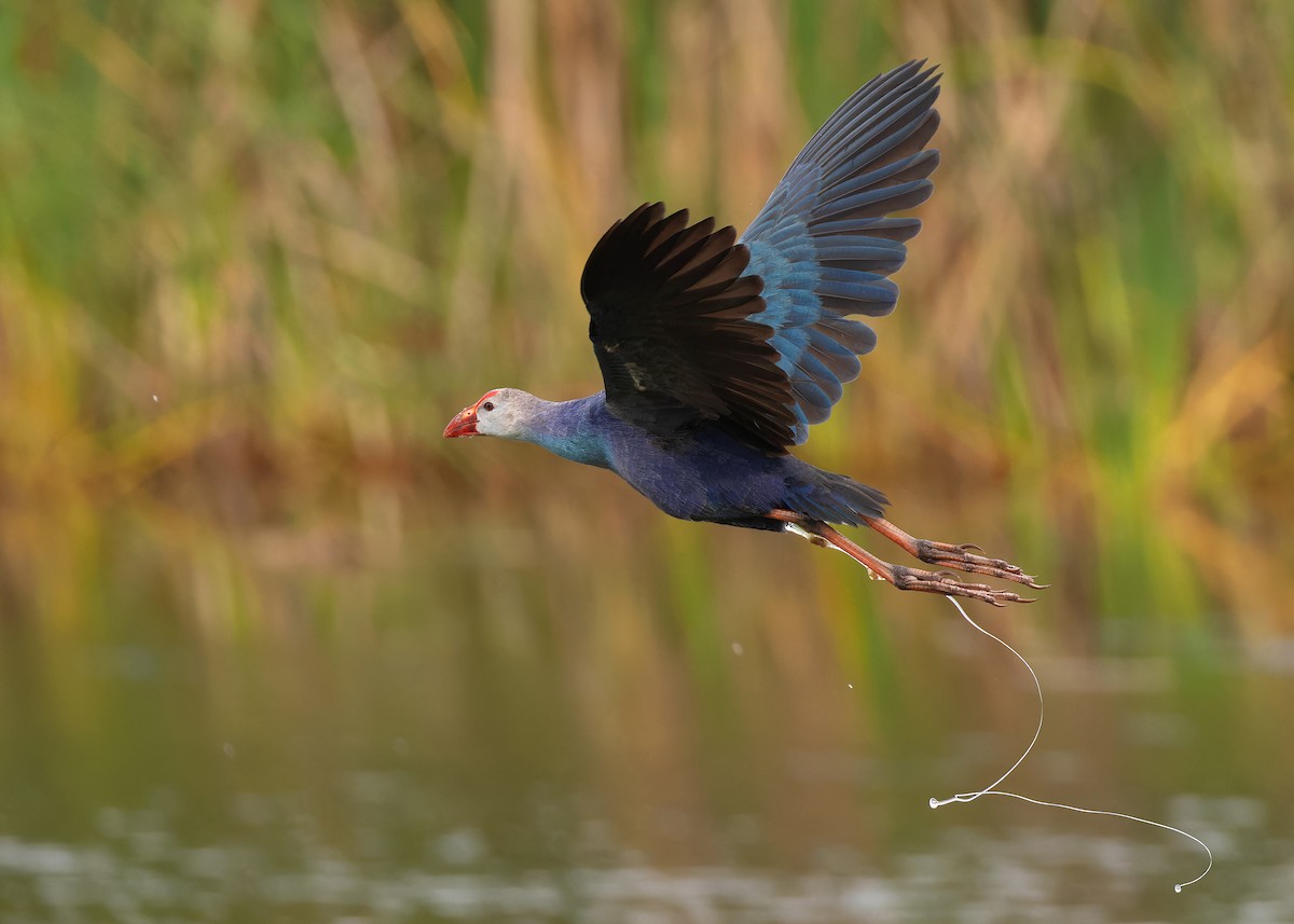 Gray-headed Swamphen - ML608144231