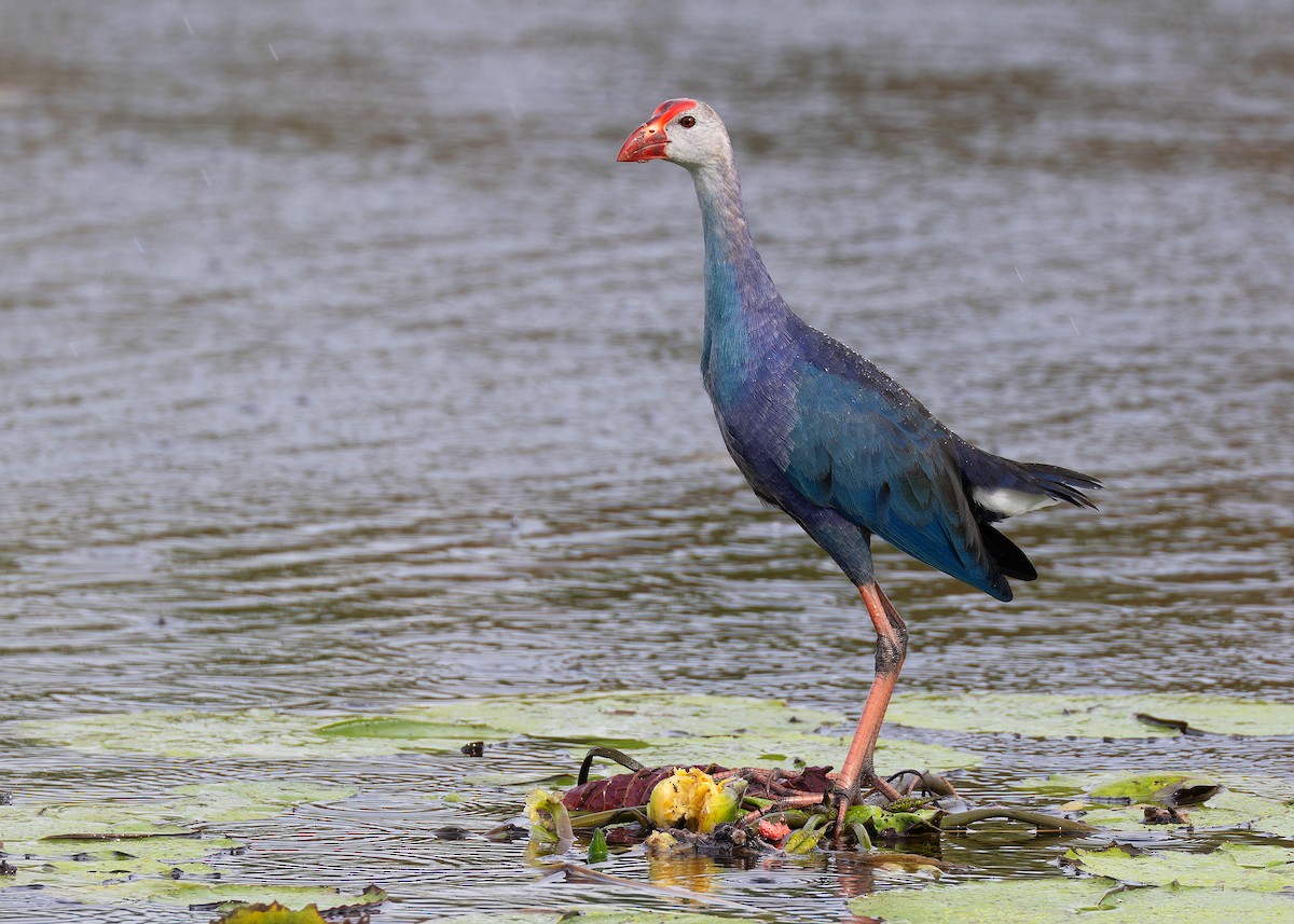 Gray-headed Swamphen - ML608144251