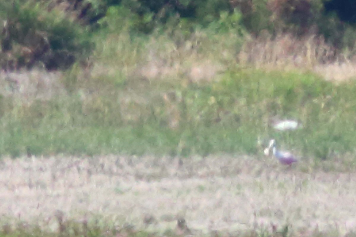 Roseate Spoonbill - Alain Quenneville