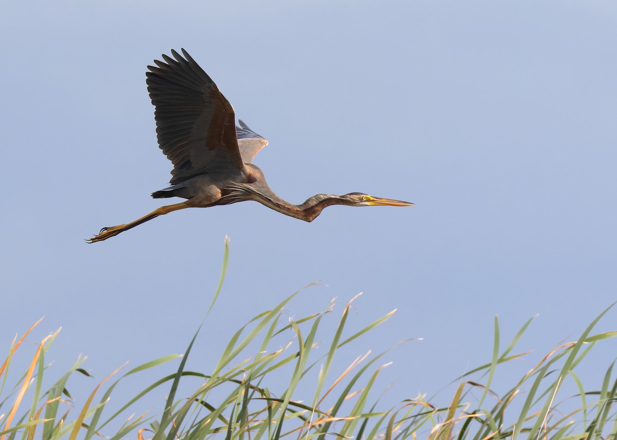 Purple Heron (Purple) - ML608144911